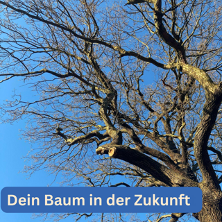 Baumpatenschaft für den Klimabuchmesse-Baum 2024