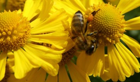 Bienen an der Grundschule Sohland
