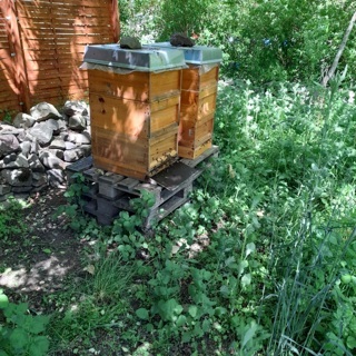 Gruppenangebot: &quot;Alles über die Bienen&quot; spannende Stunden