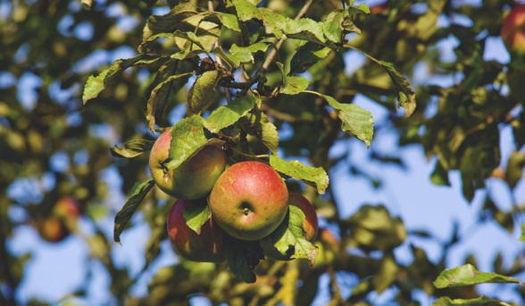 40 historische Obstbäume – für den Erhalt alter Obstsorten